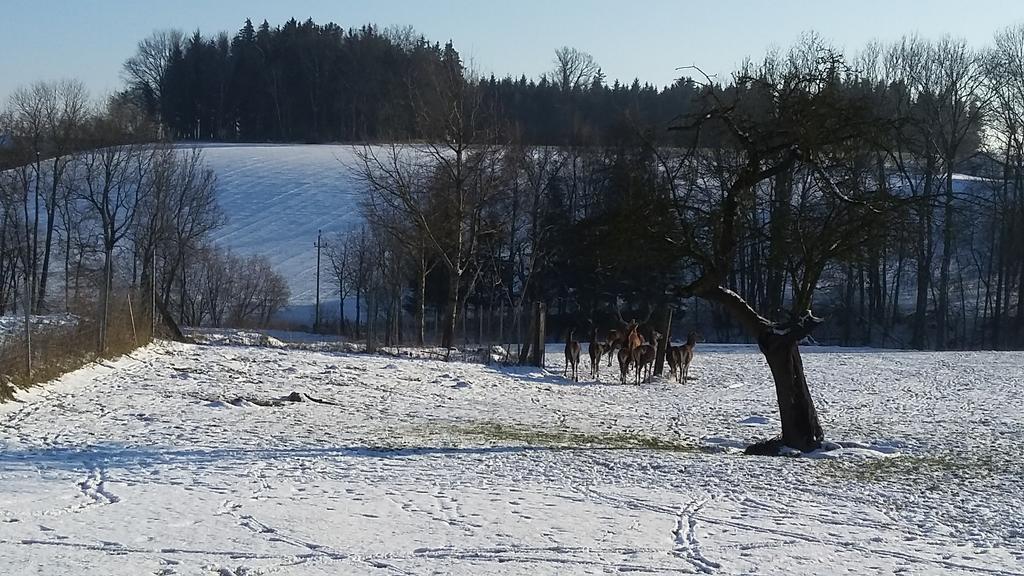 Pension Weinbauer Hofkirchen im Traunkreis Bagian luar foto